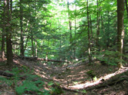 Eldon French's Cave - Strange New England